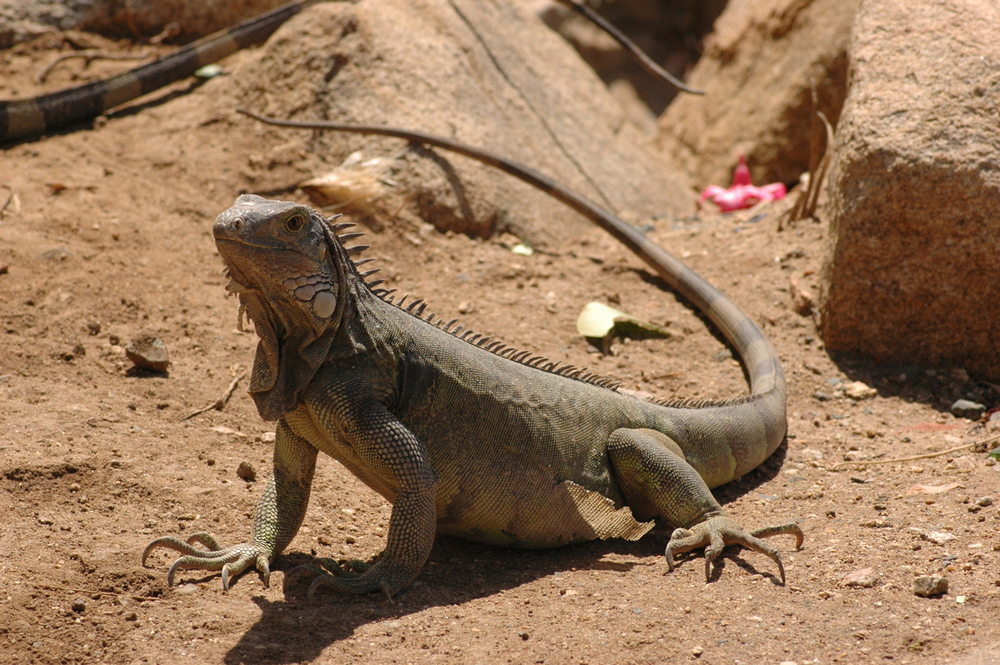 lizards-of-aruba-1380011-1279x850